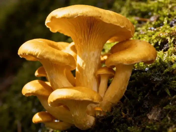 Golden Oyster Mushroom Extract: A Complete Guide